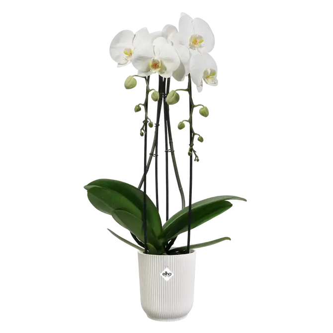 ELHO Pot vibes fold orchidee 12.5cm wit sfeer, Elho, tuincentrumoutlet