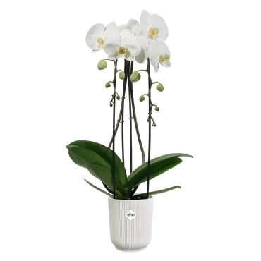 ELHO Pot vibes fold orchidee 12.5cm wit sfeer, Elho, tuincentrumoutlet