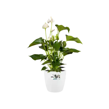 brussels rond wielen 35cm wit plant, Elho, tuincentrumoutlet