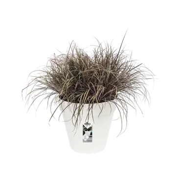 loft urban rond wielen 50cm wit plant, Elho, tuincentrumoutlet