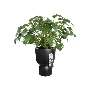 Pot Pure Coupe d35 cm zwart sfeer, Elho, tuincentrumoutlet