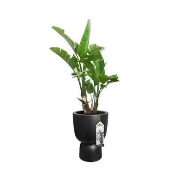 Pot Pure Coupe d41cm zwart sfeer, Elho, tuincentrumoutlet