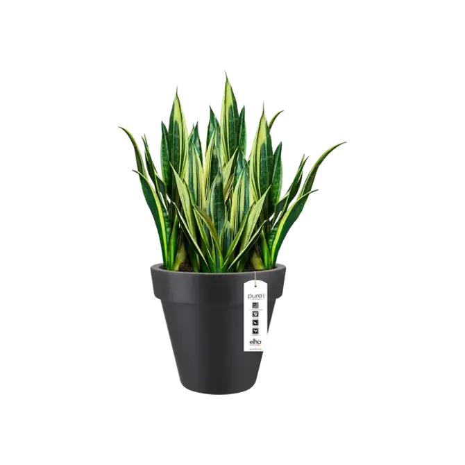 pure round 50cm antraciet potplant, Elho, tuincentrumoutlet