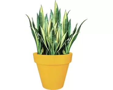 Pot pure rond d50cm oker www.tuincentrumoutlet.com