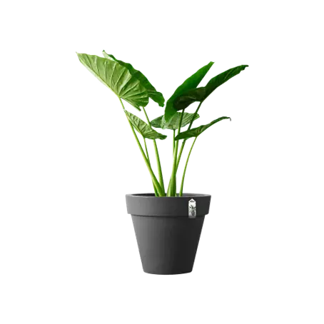 Elho Pot pure rond d60cm antraciet Sfeer Elho Tuincentrum Outlet