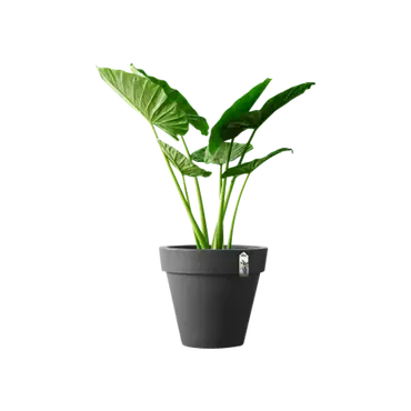 Elho Pot pure rond d60cm antraciet Sfeer Elho Tuincentrum Outlet