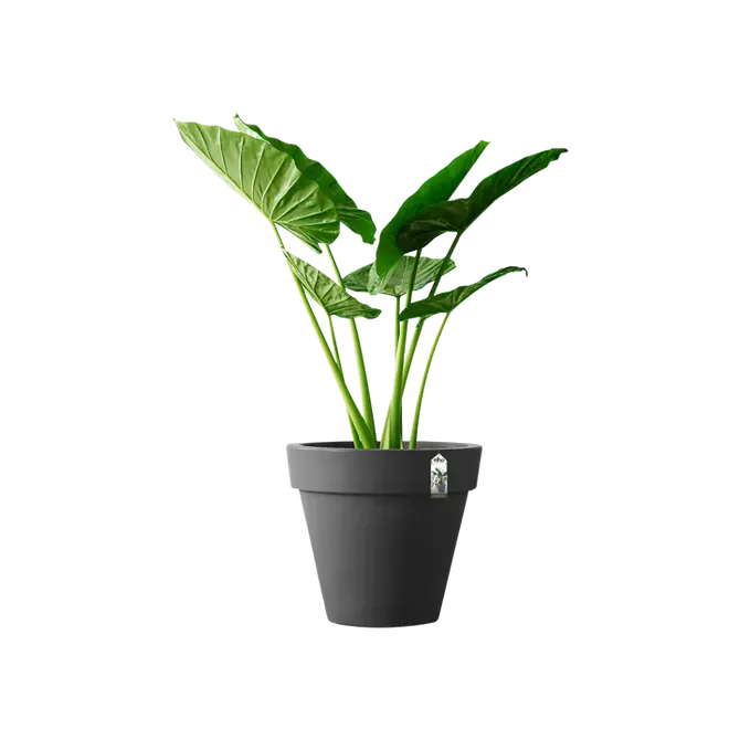 Pot pure d80cm antraciet sfeer, Elho, tuincentrumoutlet.com