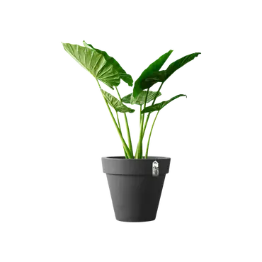 Pot pure d80cm antraciet sfeer, Elho, tuincentrumoutlet.com