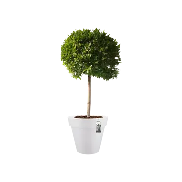 pure round 80cm wit potplant, Elho, tuincentrumoutlet