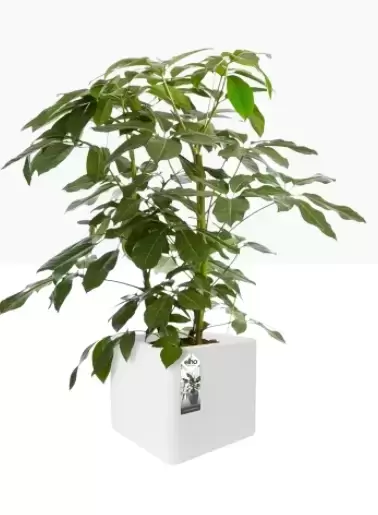 Elho Pure Soft Brick 40 wielen Wit Bloembak - afbeelding 2