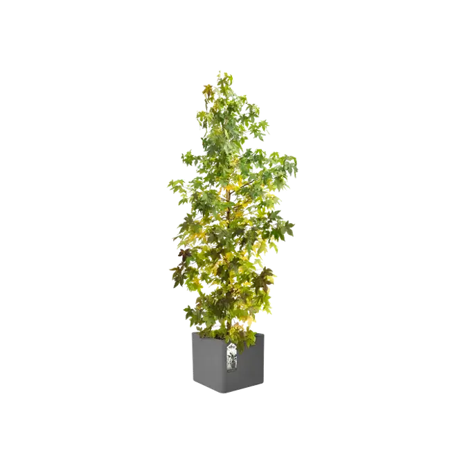 pure soft brick wheels 50cm antraciet potplant, Elho, tuincentrumoutlet