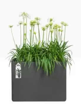 Elho Pure Soft Brick Divider 80 cm wielen Antraciet Zwart Bloembak - afbeelding 2