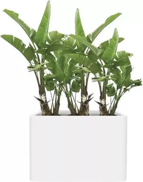 Elho Pure Soft Brick Divider 80 wielen Wit Bloembak - afbeelding 3