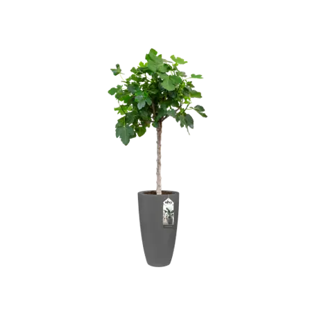 Pure Soft Round High 35 Antraciet sfeer, elho, tuincentrum outlet