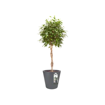 Pot pure straight d65cm antraciet sfeer, Elho, tuincentrumoutlet.com