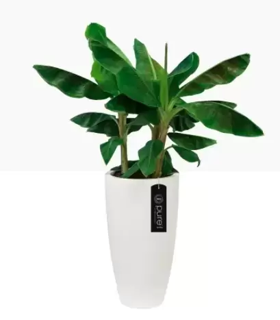 Elho Pure Straight Round High 35 Wit Bloempot Pot - afbeelding 2