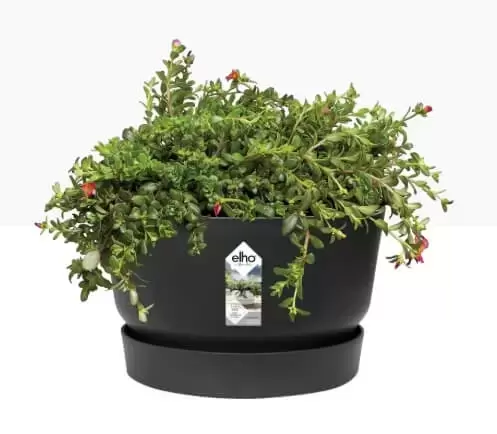 Elho Schaal greenville - 33 cm zwart - afbeelding 3