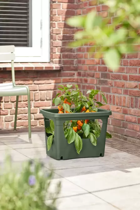 Elho stack & grow large bladgroen - afbeelding 6