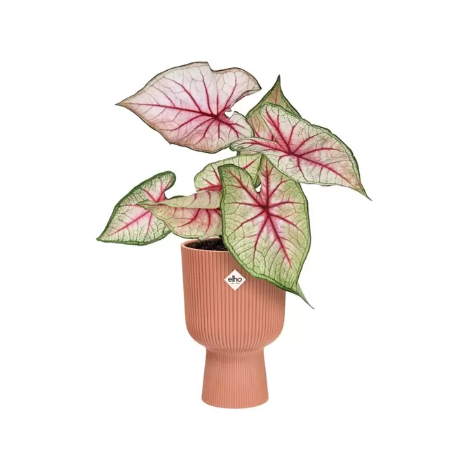 Pot vibes fold coupe d14cm roze sfeerbeeld, Elho, tuincentrumoutlet
