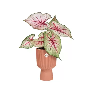 Pot vibes fold coupe d14cm roze sfeerbeeld, Elho, tuincentrumoutlet