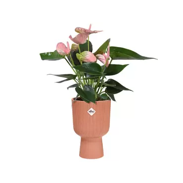 Pot vibes fold coupe d14cm roze met plant, Elho, tuincentrumoutlet
