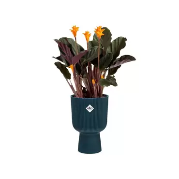 Pot vibes fold coupe d14cm blauw met plant, Elho, tuincentrumoutlet