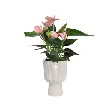 Pot vibes fold coupe d14cm wit met plant, Elho, tuincentrumoutlet