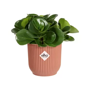 Pot vibes fold d7cm delicaatroze sfeerbeeld, Elho, tuincentrumoutlet