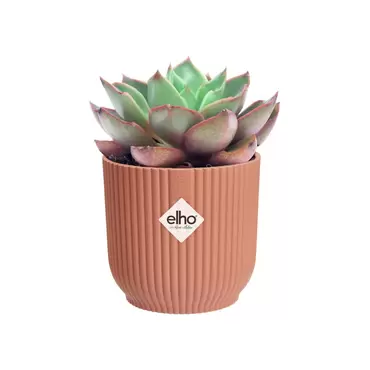 Pot vibes fold d7cm delicaatroze sfeerfoto, Elho, tuincentrumoutlet