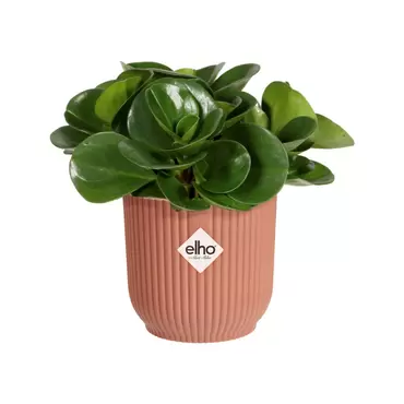 Pot vibes fold d9cm delicaatroze sfeerbeeld, Elho, tuincentrumoutlet