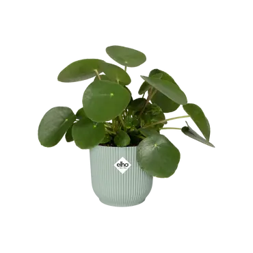 ELHO Pot vibes fold d11cm sorbet grn sfeer, Elho, tuincentrumoutlet