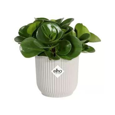 Pot vibes fold d11cm wit met plant, Elho, tuincentrumoutlet