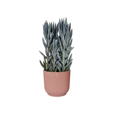 Pot vibes fold d14cm roze sfeerbeeld, Elho, tuincentrumoutlet