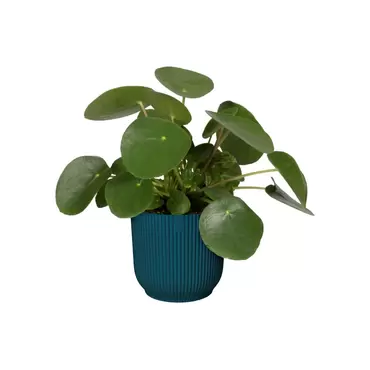 Pot vibes fold d14cm blauw sfeer, Elho, tuincentrumoutlet