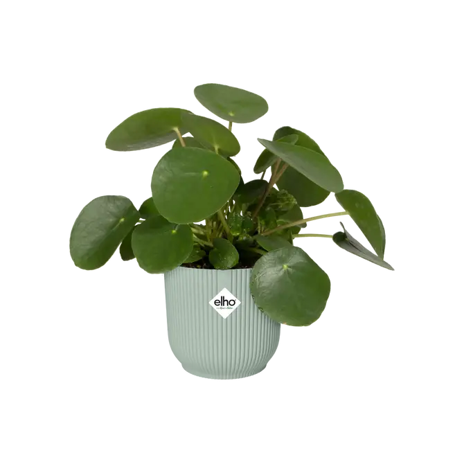 ELHO Pot vibes fold d18cm sorbet grn sfeer, Elho, tuincentrumoutlet