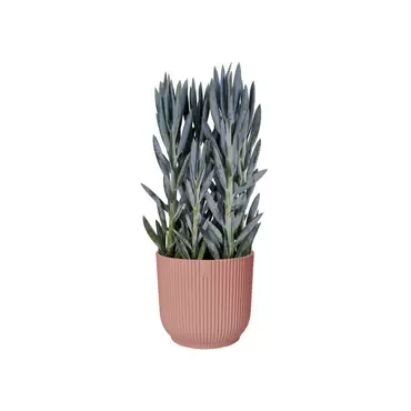 Pot vibes fold d25cm roze sfeerbeeld, Elho, tuincentrumoutlet