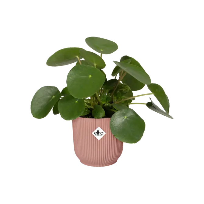 Pot vibes fold Ø30cm delicaatroze sfeerfoto, Elho, tuincentrumoutlet