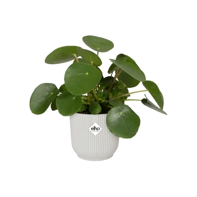 Pot vibes fold Ø30cm zijdewit sfeerfoto, Elho, tuincentrumoutlet