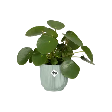 vibes fold rond mini 9cm sorbet green potplant, Elho, tuincentrumoutlet