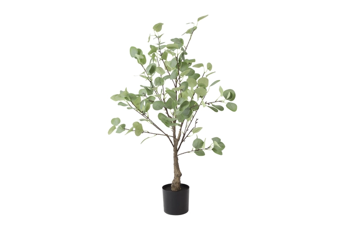 Eucalyptus S groen, Tuincentrumoutlet