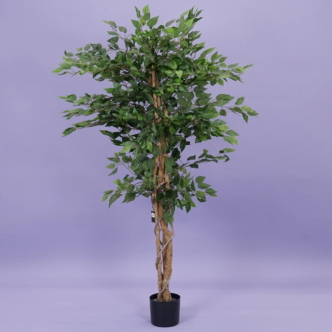 Ficus benjamina i/pot h180cm groen - afbeelding 1