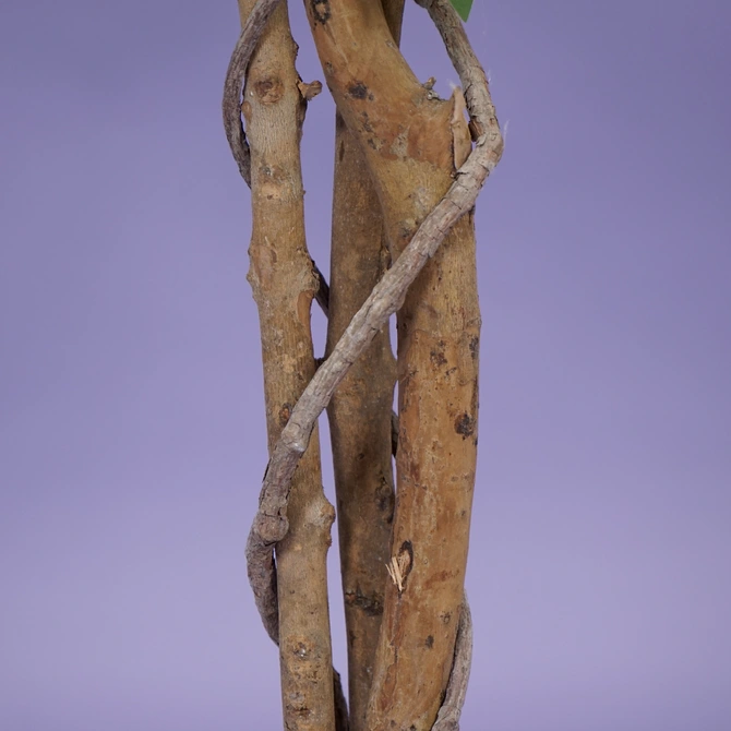 Ficus benjamina i/pot h180cm groen - afbeelding 3