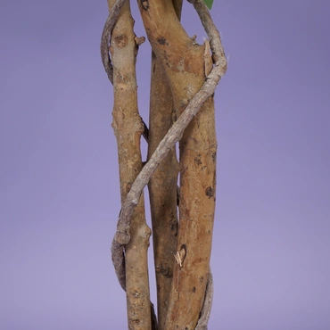 Ficus benjamina i/pot h180cm groen - afbeelding 3