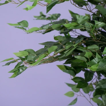 Ficus benjamina i/pot h180cm groen - afbeelding 2