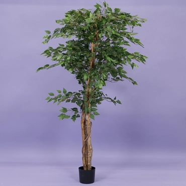 Ficus benjamina i/pot h210cm groen - afbeelding 1