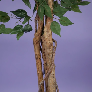 Ficus benjamina i/pot h210cm groen - afbeelding 2
