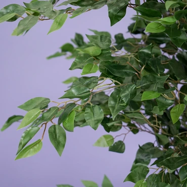 Ficus benjamina i/pot h210cm groen - afbeelding 3