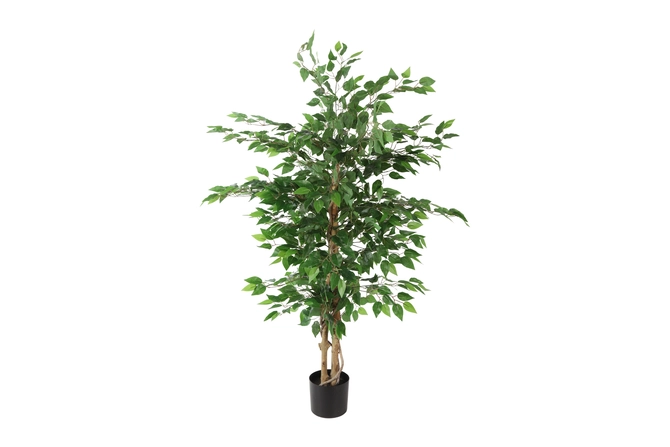 Ficus benjamina S groen, Tuincentrumoutlet