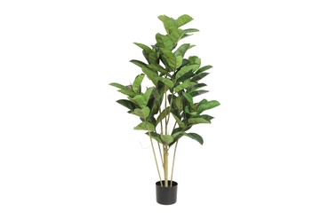 Ficus elastica S groen, Tuincentrumoutlet