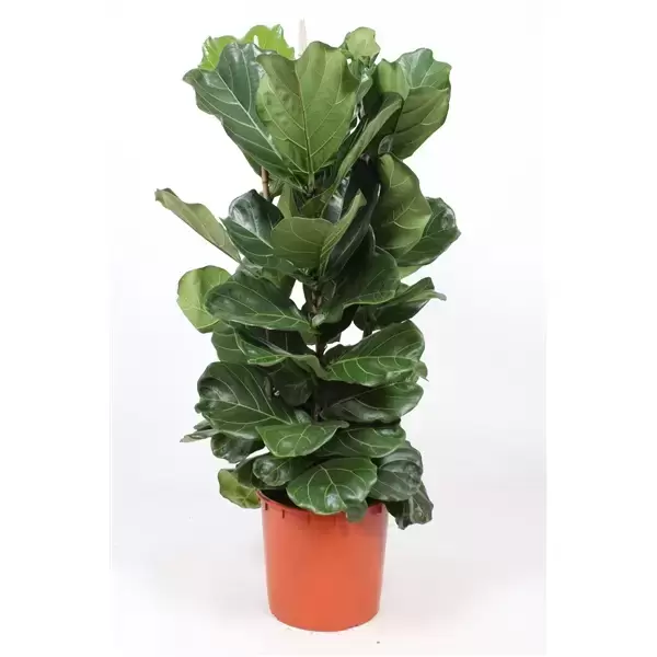 Ficus Lyrata p34 3pp, Plant Collect, www.tuincentrumoutlet.com